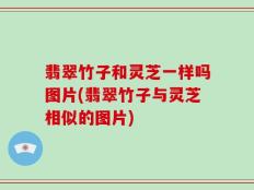 翡翠竹子和灵芝一样吗图片(翡翠竹子与灵芝相似的图片)