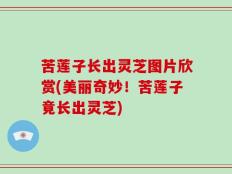 苦莲子长出灵芝图片欣赏(美丽奇妙！苦莲子竟长出灵芝)