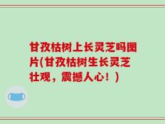甘孜枯树上长灵芝吗图片(甘孜枯树生长灵芝壮观，震撼人心！)