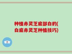 种植赤灵芝底部白的(白底赤灵芝种植技巧)