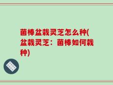 菌棒盆栽灵芝怎么种(盆栽灵芝：菌棒如何栽种)