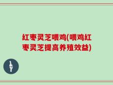 红枣灵芝喂鸡(喂鸡红枣灵芝提高养殖效益)