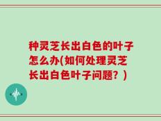 种灵芝长出白色的叶子怎么办(如何处理灵芝长出白色叶子问题？)