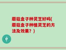 蘑菇盒子种灵芝好吗(蘑菇盒子种植灵芝的方法及效果？)