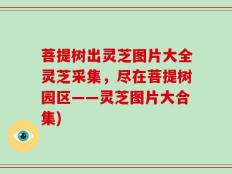 菩提树出灵芝图片大全灵芝采集，尽在菩提树园区——灵芝图片大合集)