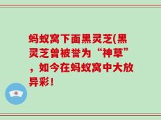 蚂蚁窝下面黑灵芝(黑灵芝曾被誉为“神草”，如今在蚂蚁窝中大放异彩！