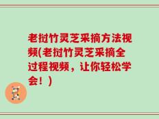 老挝竹灵芝采摘方法视频(老挝竹灵芝采摘全过程视频，让你轻松学会！)