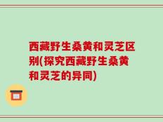 西藏野生桑黄和灵芝区别(探究西藏野生桑黄和灵芝的异同)