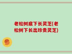 老松树底下长灵芝(老松树下长出珍贵灵芝)