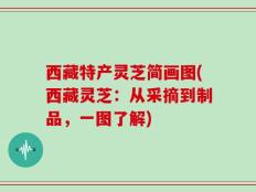 西藏特产灵芝简画图(西藏灵芝：从采摘到制品，一图了解)