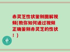 赤灵芝性状鉴别图解视频(教你如何通过视频正确鉴别赤灵芝的性状！)