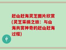 赶山赶海灵芝图片欣赏(灵芝采摘之旅：与山海共赏神奇的赶山赶海过程)