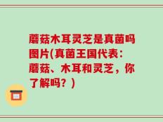 蘑菇木耳灵芝是真菌吗图片(真菌王国代表：蘑菇、木耳和灵芝，你了解吗？)