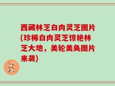 西藏林芝白肉灵芝图片(珍稀白肉灵芝惊艳林芝大地，美轮美奂图片来袭)