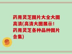 药用灵芝图片大全大图高清(高清大图展示！药用灵芝各种品种图片合集)