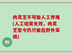 肉灵芝不可能人工养殖(人工培育无效，肉灵芝至今仍只能在野外采摘)