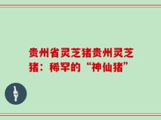 贵州省灵芝猪贵州灵芝猪：稀罕的“神仙猪”