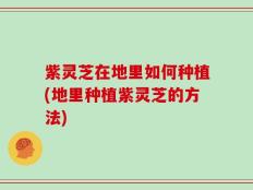 紫灵芝在地里如何种植(地里种植紫灵芝的方法)
