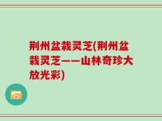 荆州盆栽灵芝(荆州盆栽灵芝——山林奇珍大放光彩)
