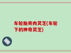 车轮胎旁肉灵芝(车轮下的神奇灵芝)