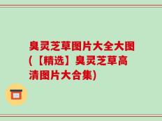 臭灵芝草图片大全大图(【精选】臭灵芝草高清图片大合集)