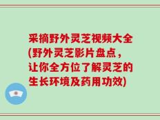 采摘野外灵芝视频大全(野外灵芝影片盘点，让你全方位了解灵芝的生长环境及药用功效)