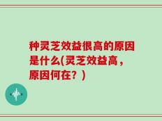 种灵芝效益很高的原因是什么(灵芝效益高，原因何在？)