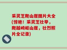采灵芝爬山崖图片大全(惊艳！采灵芝壮举，爬越崎岖山崖，壮烈照片全记录)
