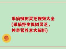 采摘枫树灵芝视频大全(采摘野生枫树灵芝，神奇营养素大解析)