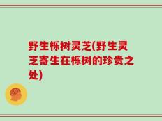 野生栎树灵芝(野生灵芝寄生在栎树的珍贵之处)