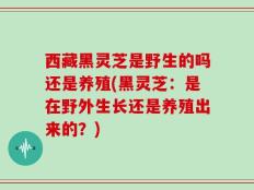 西藏黑灵芝是野生的吗还是养殖(黑灵芝：是在野外生长还是养殖出来的？)