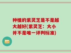 种植的紫灵芝是不是越大越好(紫灵芝：大小并不是唯一评判标准)