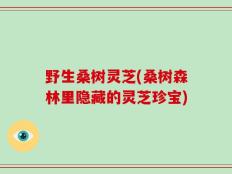 野生桑树灵芝(桑树森林里隐藏的灵芝珍宝)