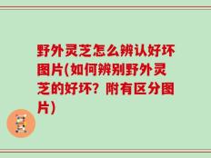 野外灵芝怎么辨认好坏图片(如何辨别野外灵芝的好坏？附有区分图片)
