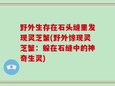 野外生存在石头缝里发现灵芝蟹(野外惊现灵芝蟹：躲在石缝中的神奇生灵)