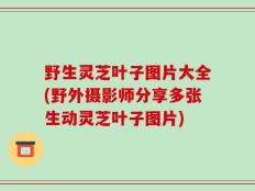 野生灵芝叶子图片大全(野外摄影师分享多张生动灵芝叶子图片)