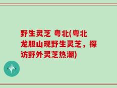 野生灵芝 粤北(粤北龙胆山现野生灵芝，探访野外灵芝热潮)