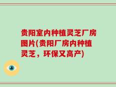 贵阳室内种植灵芝厂房图片(贵阳厂房内种植灵芝，环保又高产)