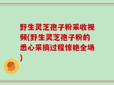 野生灵芝孢子粉采收视频(野生灵芝孢子粉的悉心采摘过程惊艳全场)