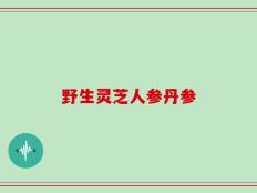 野生灵芝人参丹参