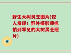 野生大树灵芝图片(惊人发现！野外摄影师抓拍到罕见的大树灵芝照片)