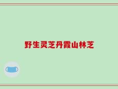 野生灵芝丹霞山林芝