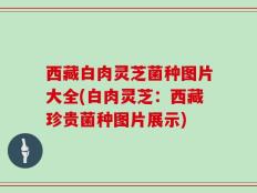 西藏白肉灵芝菌种图片大全(白肉灵芝：西藏珍贵菌种图片展示)