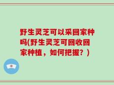 野生灵芝可以采回家种吗(野生灵芝可回收回家种植，如何把握？)
