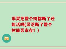 采灵芝整个树都断了还能活吗(灵芝断了整个树能否幸存？)