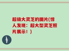 超级大灵芝的图片(惊人发现：超大型灵芝照片展示！)