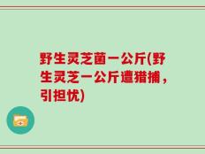 野生灵芝菌一公斤(野生灵芝一公斤遭猎捕，引担忧)