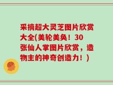 采摘超大灵芝图片欣赏大全(美轮美奂！30张仙人掌图片欣赏，造物主的神奇创造力！)