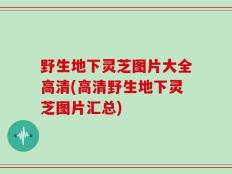 野生地下灵芝图片大全高清(高清野生地下灵芝图片汇总)