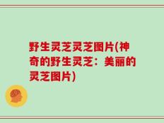 野生灵芝灵芝图片(神奇的野生灵芝：美丽的灵芝图片)